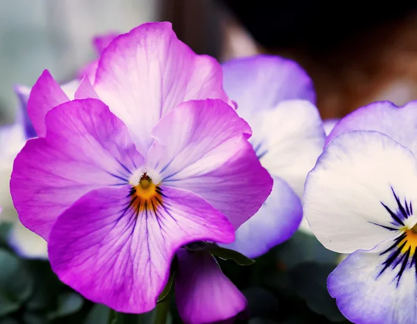 Close up flores Viola no jardim japonês — Fotografia de Stock