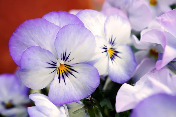 Close up  Viola flowers  in japanese garden — Stock Photo, Image