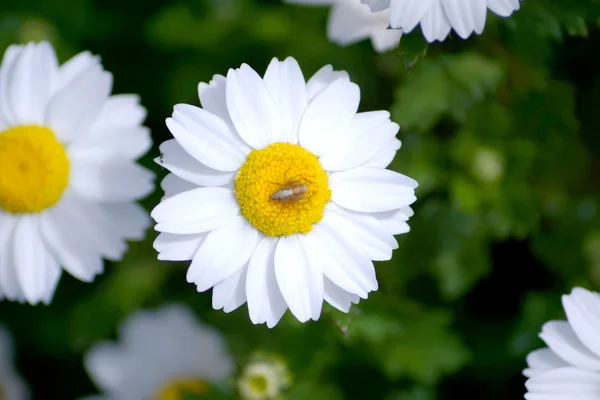 Leucanthemum paludosum, Beete im Frühling in Japan — Stockfoto