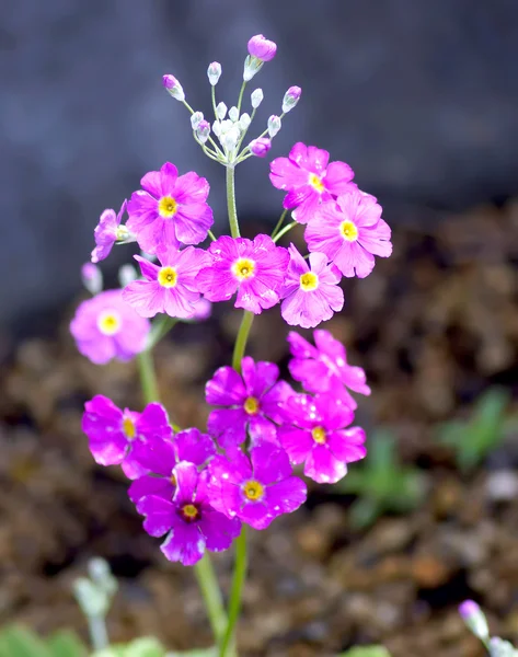Primula Malacoides çiçek