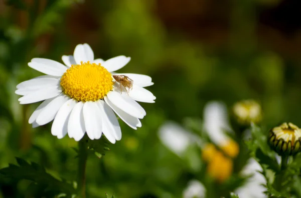 Leucanthemum paludosum, Beete im Frühling in Japan — Stockfoto