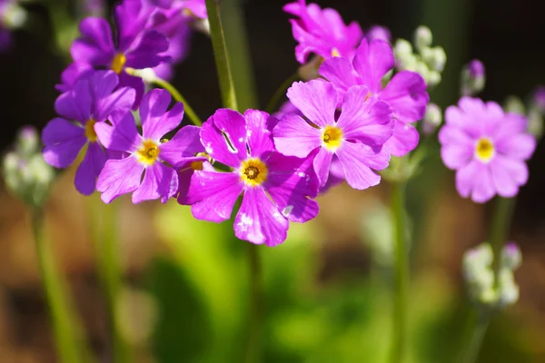 Primula Malacoides Flores — Fotografia de Stock