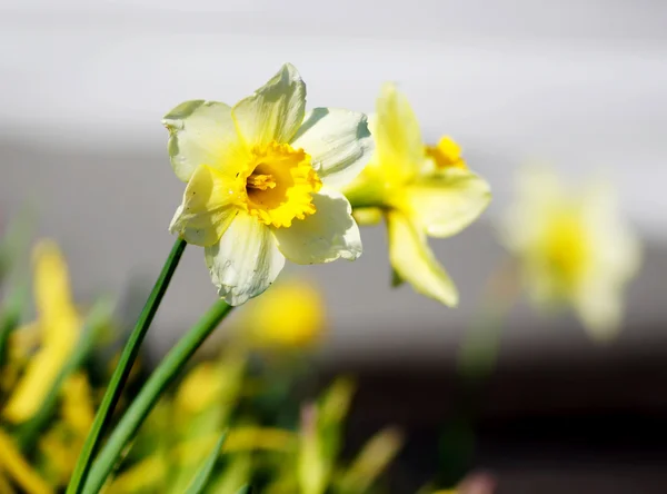 Narciso flores no jardim japonês — Fotografia de Stock
