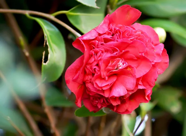 Close up Flowering plant Camellia — Stock Photo, Image