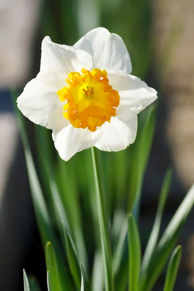 Květiny Narcis v japonské zahradě — Stock fotografie