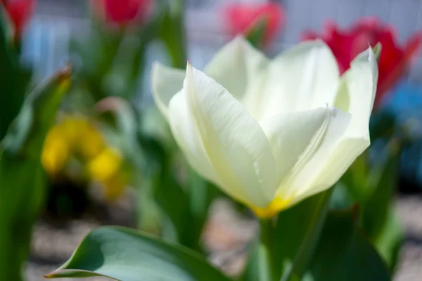 Barevné tulipány v jarním slunci v Japonsku Nobeoka Mijazaki — Stock fotografie