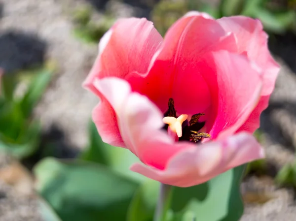 Tulipas coloridas no sol da primavera em Nobeoka Miyazaki Japão — Fotografia de Stock