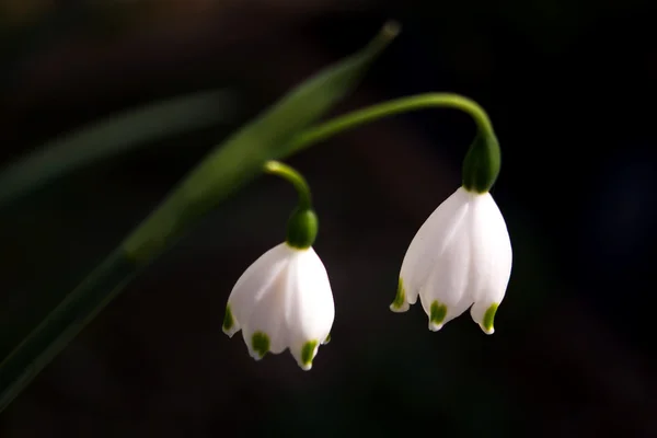 Vista de cerca de un copo de nieve de primavera Leucojum vernum en japonés —  Fotos de Stock