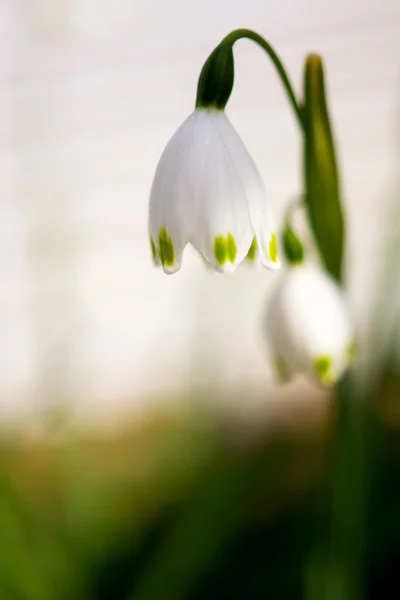 Close up vista de um floco de neve primavera Leucojum vernum em japonês — Fotografia de Stock