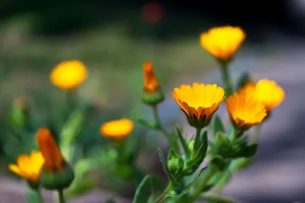 Orange flowers in a Japanese garden on sprig time — Stock Photo, Image