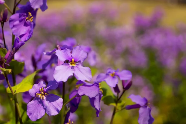 Flores roxas na primavera, jardim japonês . — Fotografia de Stock