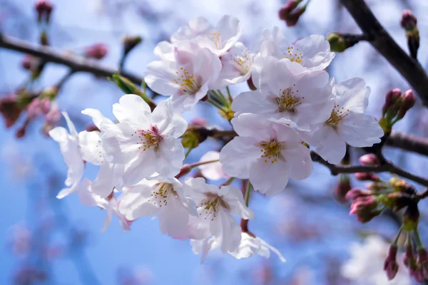 Bela Sakura flores na estação de primavera, Nobeoka Miyazaki, Ja — Fotografia de Stock