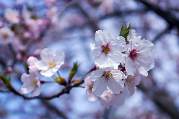 Gyönyörű Sakura virágok a tavaszi szezonban, Nobeoka Miyazaki, Ja — Stock Fotó