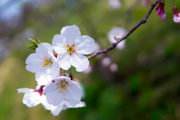 Bela Sakura flores na estação de primavera, Nobeoka Miyazaki, Ja — Fotografia de Stock