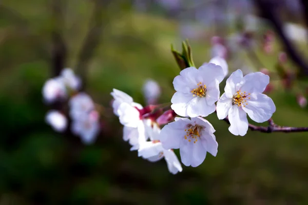 Bela Sakura flores na estação de primavera, Nobeoka Miyazaki, Ja — Fotografia de Stock