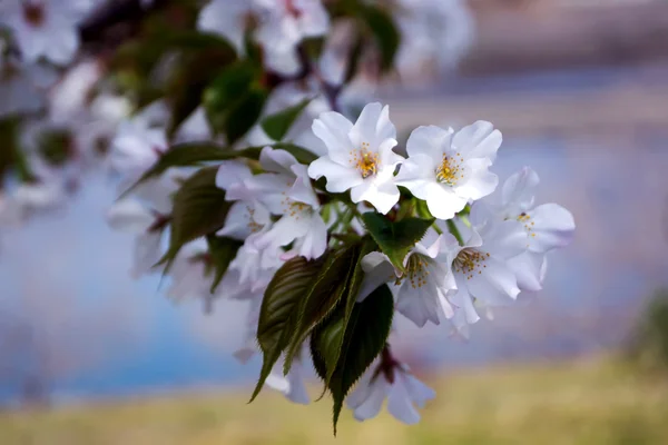 Beautiful Sakura blossoms in spring season ,Nobeoka Miyazaki ,Ja — Stock Photo, Image