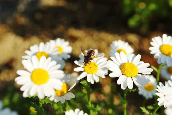 Beautiful flowers in the spring with a cute little bee — Stock Photo, Image