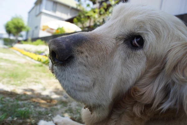 Golden Retriever — Stock Photo, Image