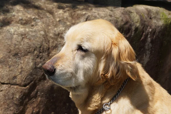 Golden Retriever — Stock Photo, Image