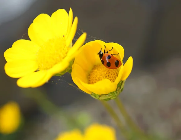 Ladybug on yellow flower — Stock Photo, Image