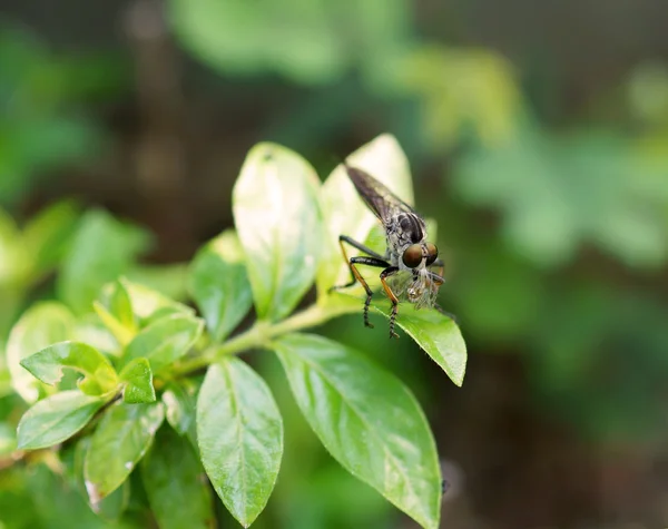 Rovar robberfly, a ragadozó rovarok — Stock Fotó