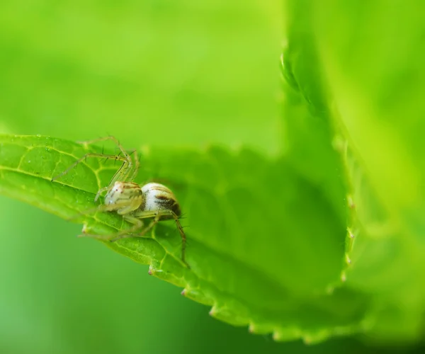 Spider perched on a green leaf — Stock Photo, Image