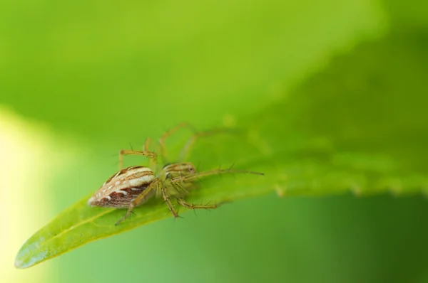 Araña encaramada en una hoja verde — Foto de Stock