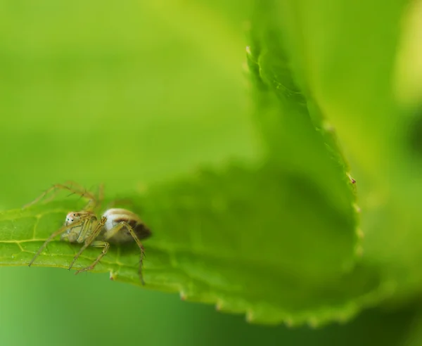 緑の葉の上に腰掛けてクモ — ストック写真