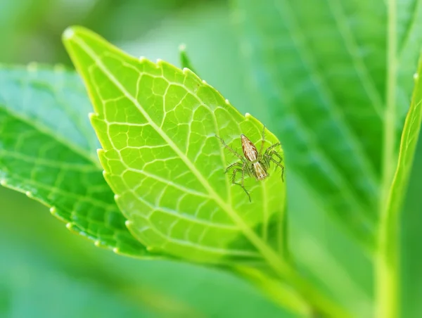 Spider perched on a green leaf — Stock Photo, Image