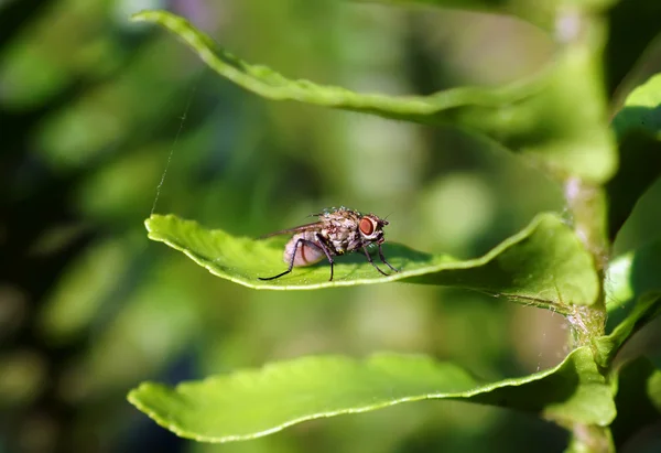 Fly sedí na zeleném listu — Stock fotografie