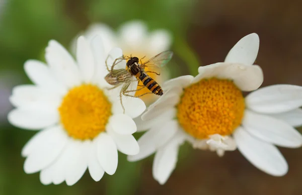 Spider while eating a bee on dasy flower — Stock Photo, Image