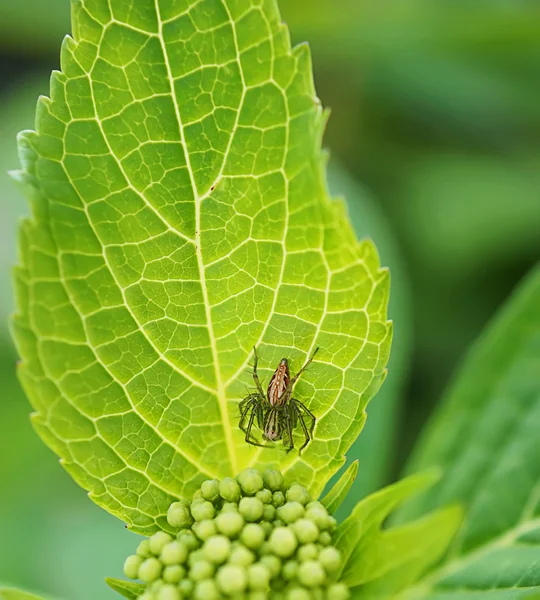 Spider on a green leaf — Stock Photo, Image