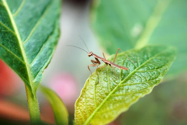 Mantis en hoja verde — Foto de Stock