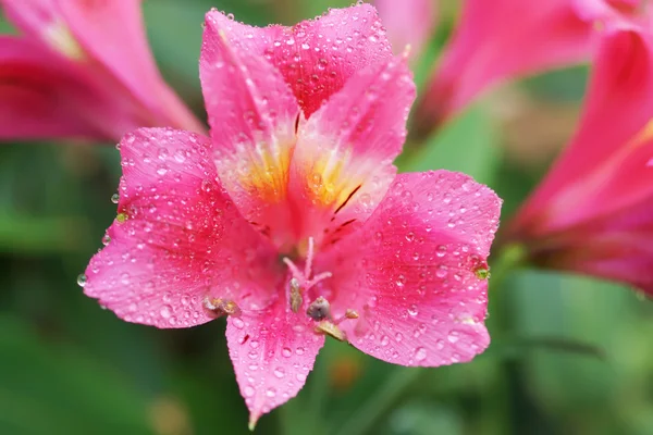 Gros plan alstroemeria fleur dans le jardin japonais — Photo