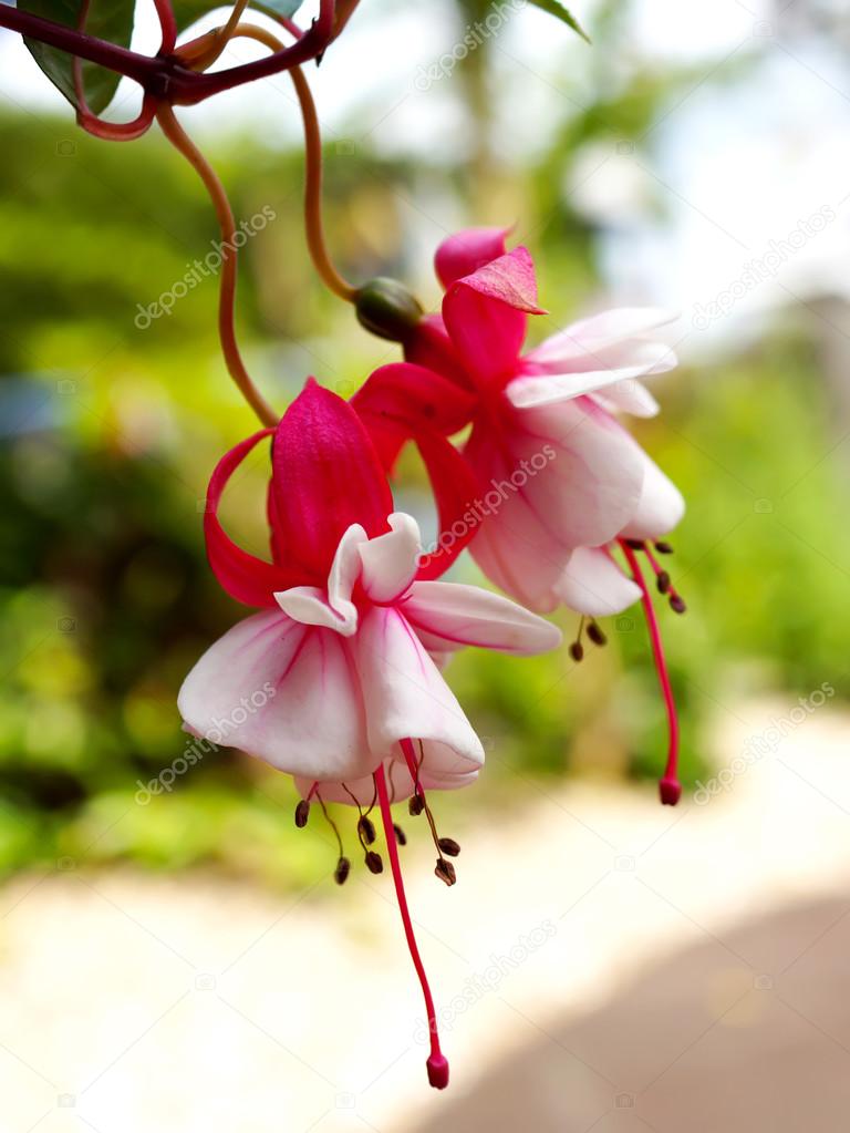 Fuchsia flowers in japanese garden