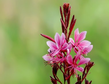 pembe gaura koyu kırmızı çiçekler kelebekler