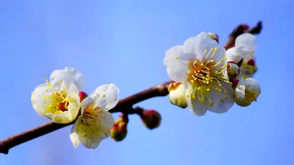 Spring Blossom Apricot Flowers — Stock Photo, Image