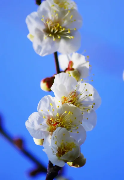 Primavera flor damasco Flores — Fotografia de Stock