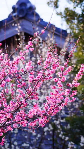 Våren Blossom aprikos blommor — Stockfoto