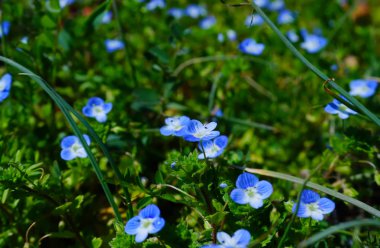 Bahar Japonya'da renkli mor gass çiçek
