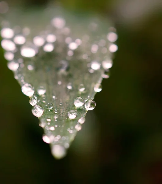 Water drop on geen leaf — Stock Photo, Image