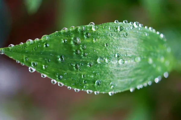 Goutte d'eau sur feuille de geen — Photo