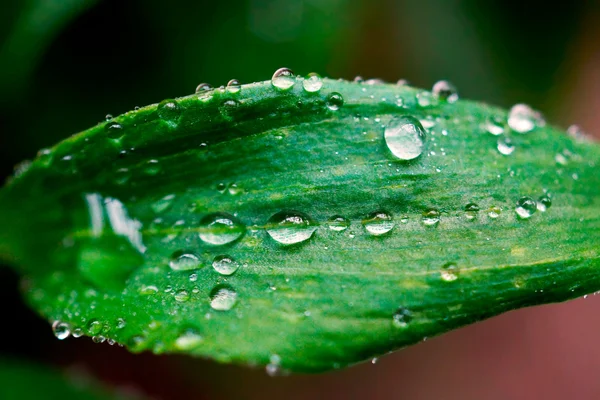 Water drop on geeen leaf — Stock Photo, Image