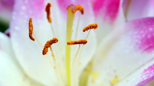 Bloeiende roze Lily bloem op aard achtergrond — Stockfoto