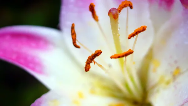 자연 배경 핑크 백합 꽃이 만발한 — 스톡 사진