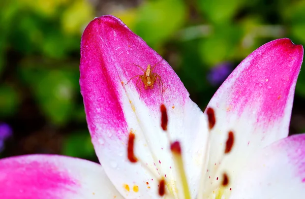 Bloeiende roze Lily bloem op aard achtergrond — Stockfoto