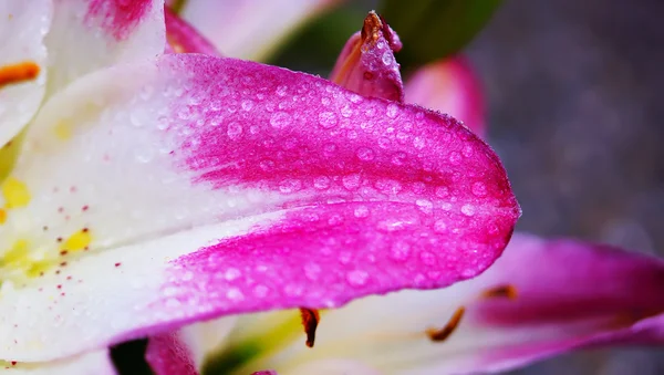 자연 배경 핑크 백합 꽃이 만발한 — 스톡 사진
