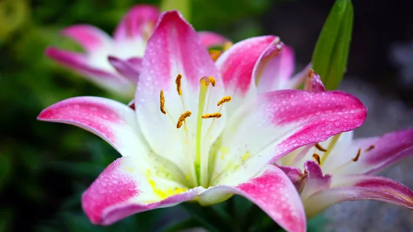 Bloeiende roze Lily bloem op aard achtergrond — Stockfoto