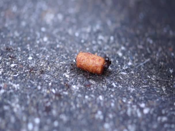 Μυρμήγκι μετέφερε τρόφιμα — Αρχείο Βίντεο