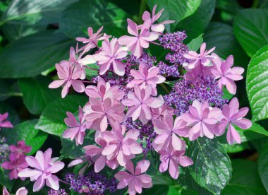 durağındayım mor ortanca çiçek